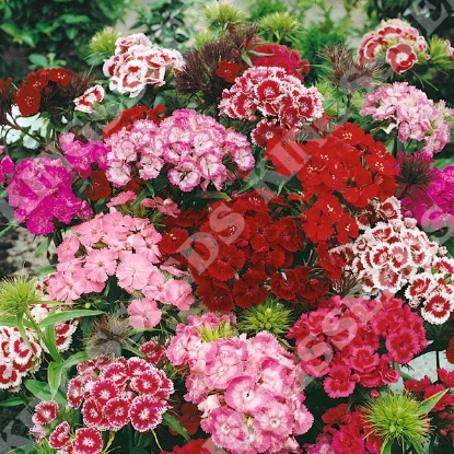 Picture of Sweet William - Messenger Mixed
